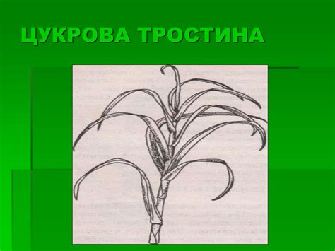 Презентація "Рослини - зелене диво землі"