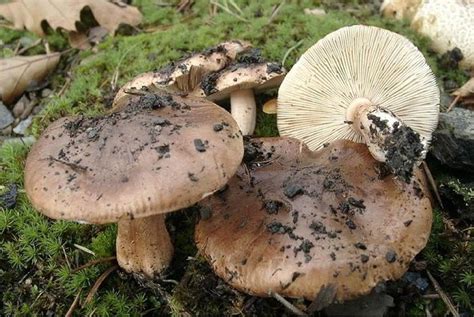 Рядовка Серо Коричневая Фото — Bluemorphotours.ru