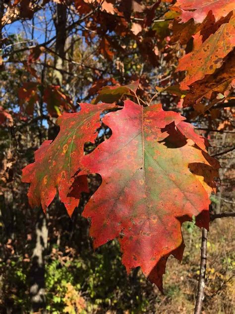 iowa   fall  megan blackmon blog