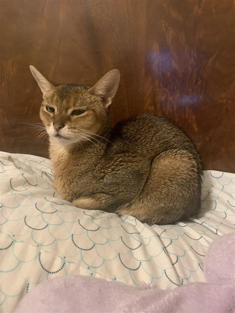 This is my full grown, 6lb Abby cat. She’s very small, and full of