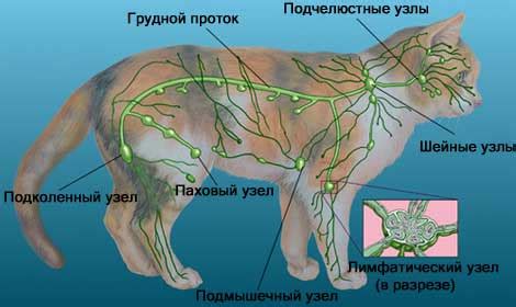 Лимфатическая система кошки - вторичные органы