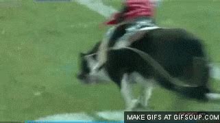 Dog Horse GIF - Find & Share on GIPHY