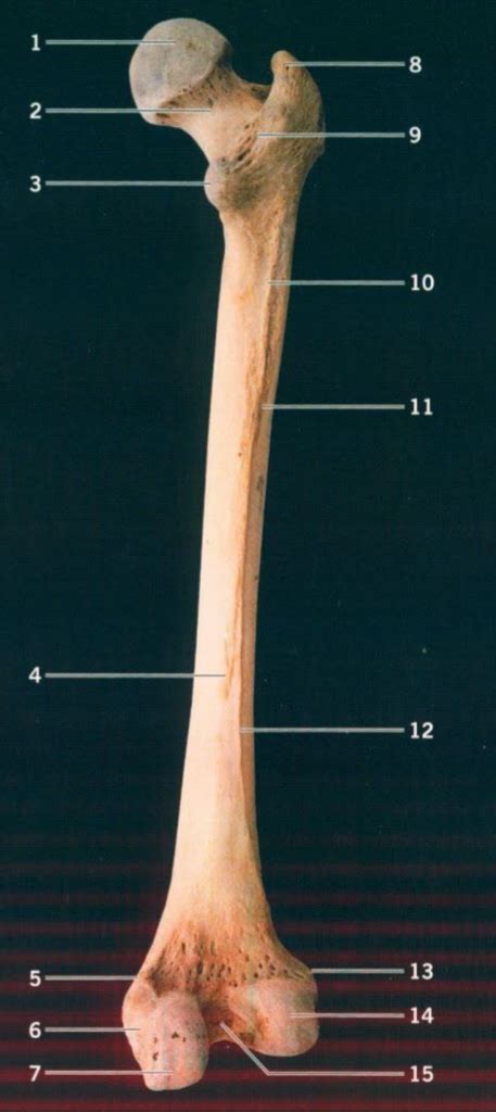 femur model figure  diagram quizlet