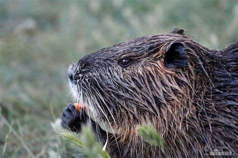 Nutrie | Naturfoto.cz