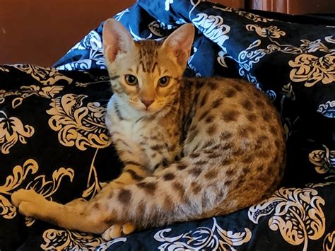 Megadots - Ocicat Breeder - Widly Beautiful Ocicat Kittens