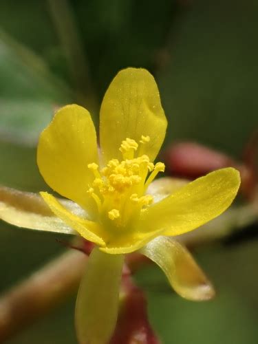 East Indian Mallow (Corchorus aestuans) · iNaturalist