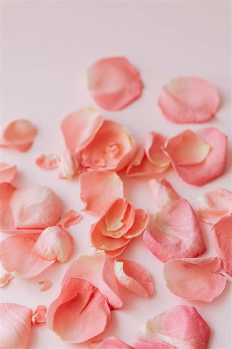 Set of scattered petals · Free Stock Photo