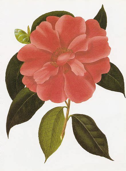 Camellia reticulata - Wikipedia