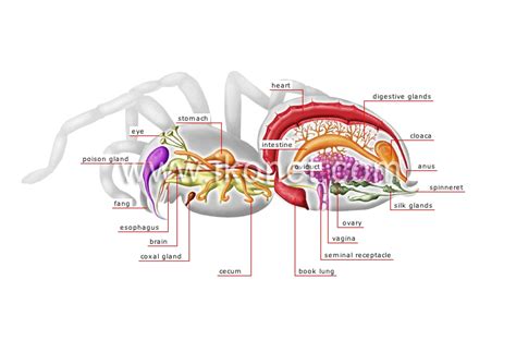 animal kingdom > insects and arachnids > spider > anatomy of a female ...