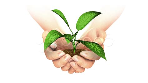 plant growing  hand