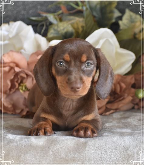 Available Dachshund Puppies for Sale | Down Home Dachshunds