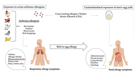 Egg Allergy: Diagnosis and Immunotherapy