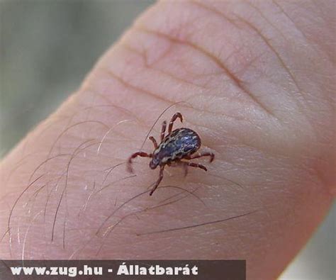 Kullancs · Állatvédelem