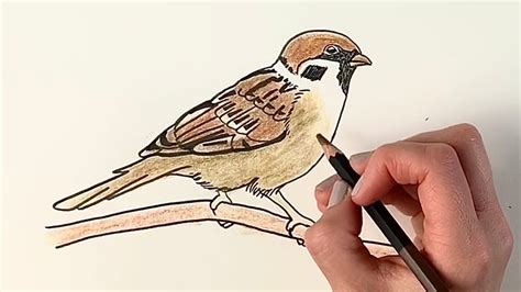 Sparrow Beak Illustration