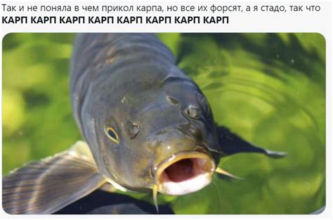 Карп в твиттере - новый флешмоб, где все постят карпа и манула