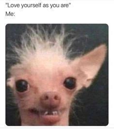 19 Aso meme ideas | funny animals, animal memes, cute funny animals
