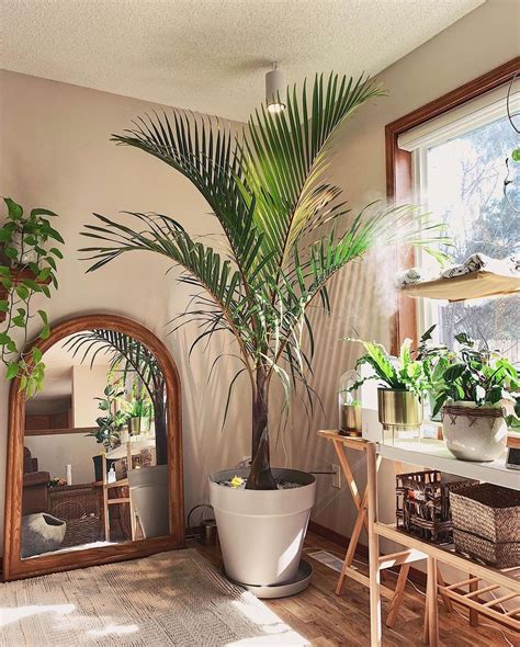 beautiful indoor trees
