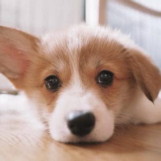 14 Lovely Corgi Facts Proving That They Are The Best Friends - PetPress