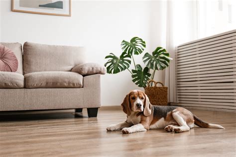 How to Prevent Dog Marking in Your Home - Greenfield Puppies