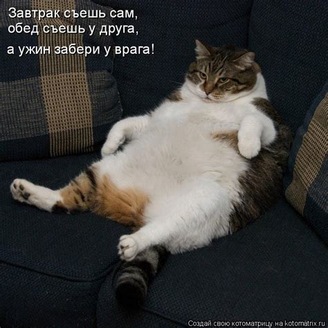 Фотоподборка смешных животных - всем смеяться! | Смешные мемы о кошках ...