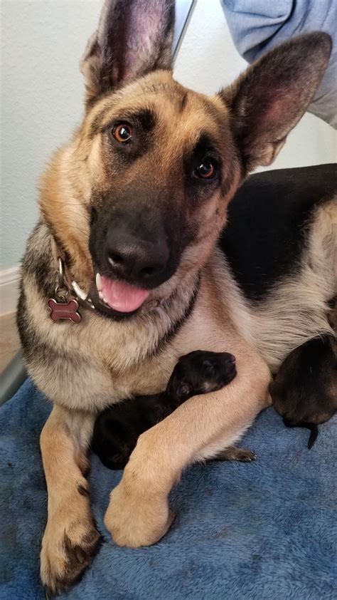 My girl posed for a photo right after giving birth.. : r/aww