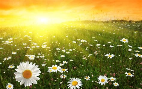 Sunny Day Wallpapers - Wallpaper Cave