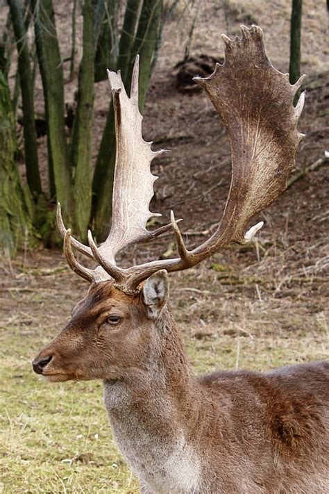 Deer Fallow Forest - Free photo on Pixabay - Pixabay