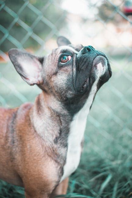 Black Tan and White Short Coated Dog · Free Stock Photo