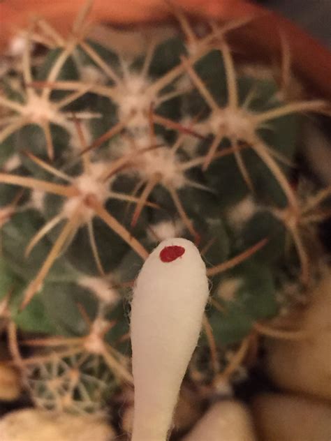 Why did no one warn me that mealy bugs turn red when you dab them with