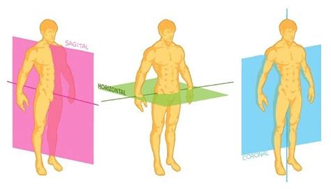 Posição Anatomica Do Corpo - O que é anatomia humana? Entenda a posição anatômica e a divisão do ...