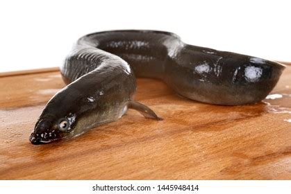 319 European Eel Isolated Stock Photos, Images & Photography | Shutterstock
