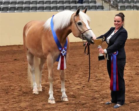 American Haflinger Registry | Official Registry of Haflinger Horses in ...