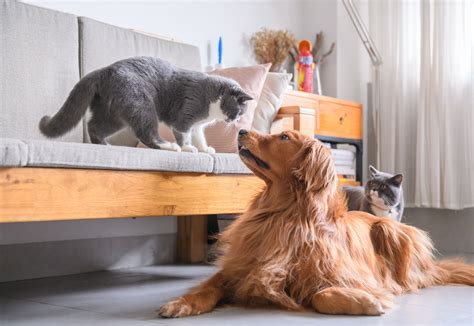 How Much Do Apartments Charge For Dogs