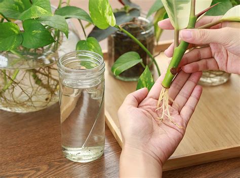 plant propagation  courses nursery distance learning
