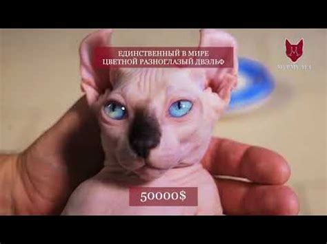 Единственный в мире цветной разноглазый Двэльф (Двельф) мальчик, odd ...