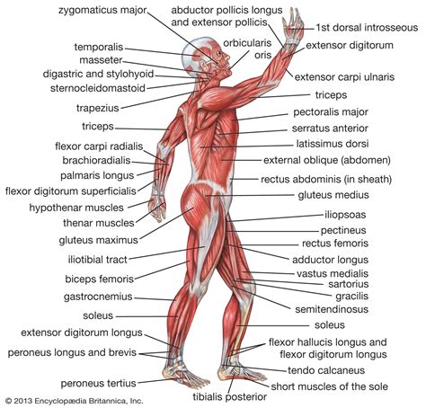 Human body | Organs, Systems, Structure, Diagram, & Facts | Britannica