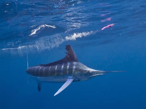 Striped Marlin | Mexico – Fish, Birds, Crabs, Marine Life, Shells and ...