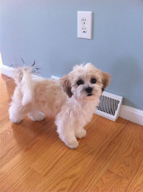 How To Groom A Shih Tzu Bichon Mix at David Velasquez blog