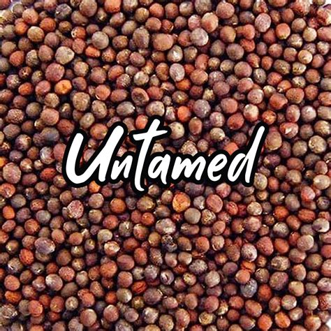 bulk broccoli sprouting seeds untamed health