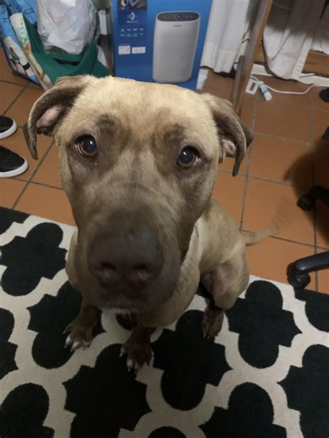 Peaches – Lucky Paws Dog Rescue Inc