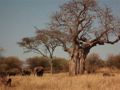 tarangire np tanzanie