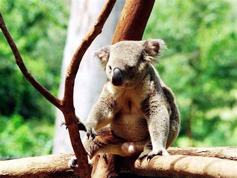 The Biggest Animals Kingdom Discovery: | Koala