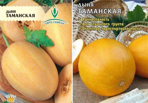 Дыня Таманская: отзывы, описание, выращивание, фото, характеристика ...
