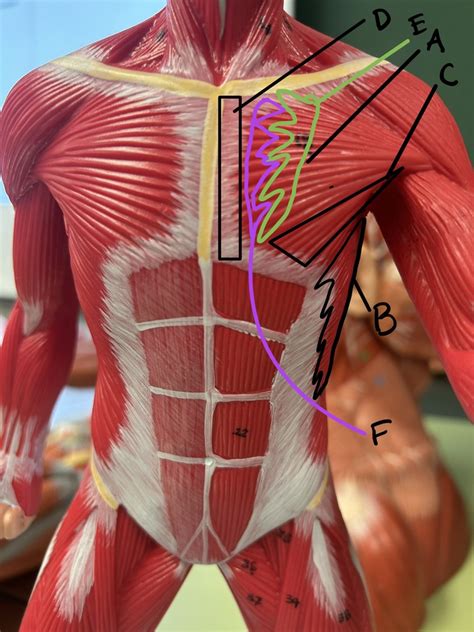 Chest Muscles Diagram | Quizlet