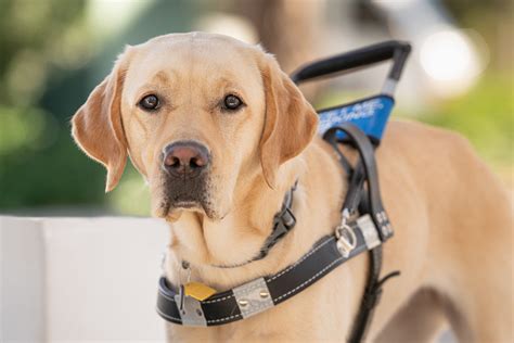blind dog  lea blackburn blog