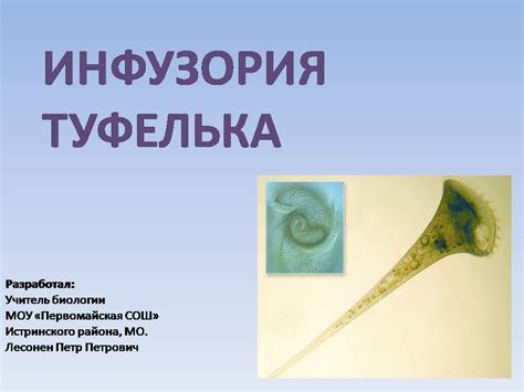 Инфузория-туфелька - Презентации по биологии