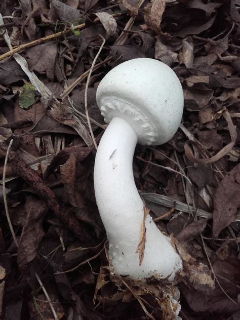 Шампиньон полевой (Agaricus arvensis) фото и описание