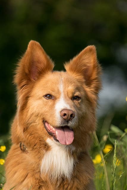 dog animal images pixabay