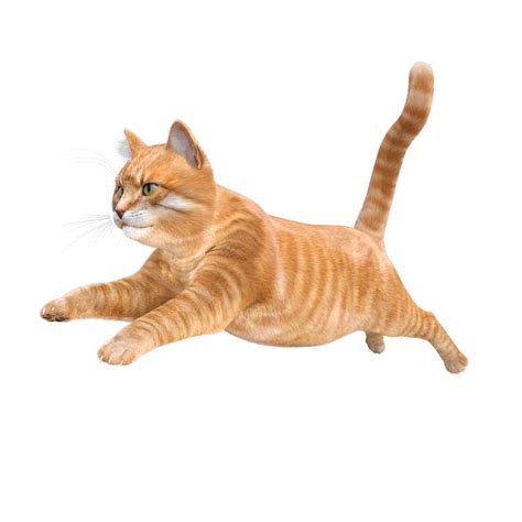 cute cat 3d rendering 11662655 PNG