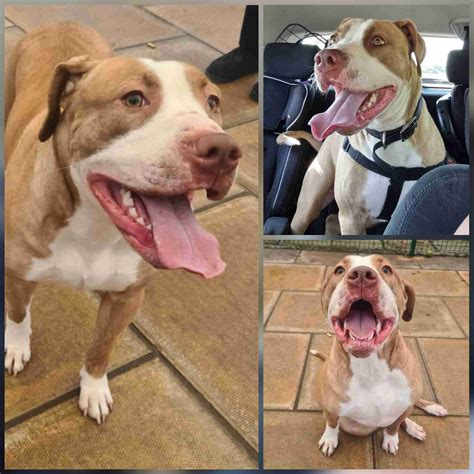 Staffordshire Bull Terrier Cross Dogs For Adoption